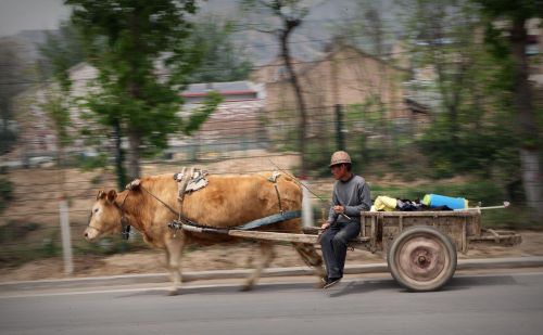 梦里乡愁，黄土地上慢悠悠的黄牛拉车