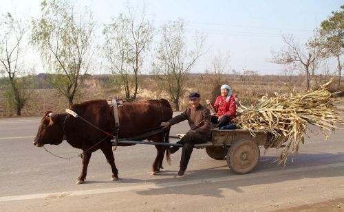 梦里乡愁，黄土地上慢悠悠的黄牛拉车