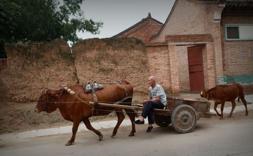 梦里乡愁，黄土地上慢悠悠的黄牛拉车