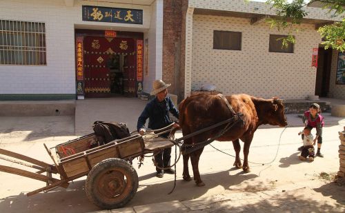 梦里乡愁，黄土地上慢悠悠的黄牛拉车