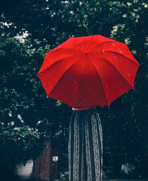 听雨蒋捷原文(听雨的诗句)