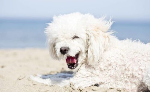 贵宾犬的体重一般是多少(贵宾犬各种标准是多少斤)