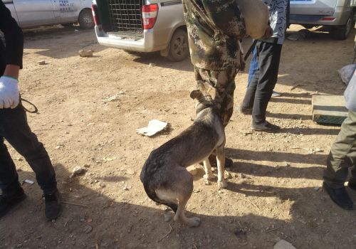 黑狼犬卖多少钱(黑狼犬市场价格多少钱一只)