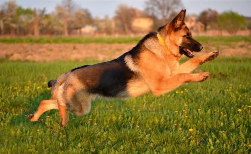 德国牧羊犬大约多少钱一只(徳国牧羊犬多少钱)