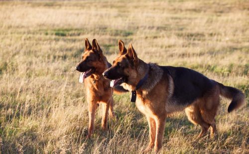 德国牧羊犬大约多少钱一只(徳国牧羊犬多少钱)