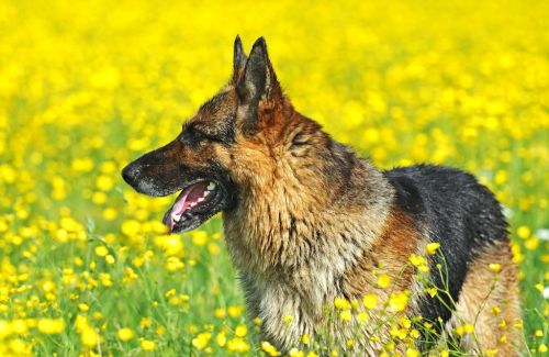 德国牧羊犬大约多少钱一只(徳国牧羊犬多少钱)