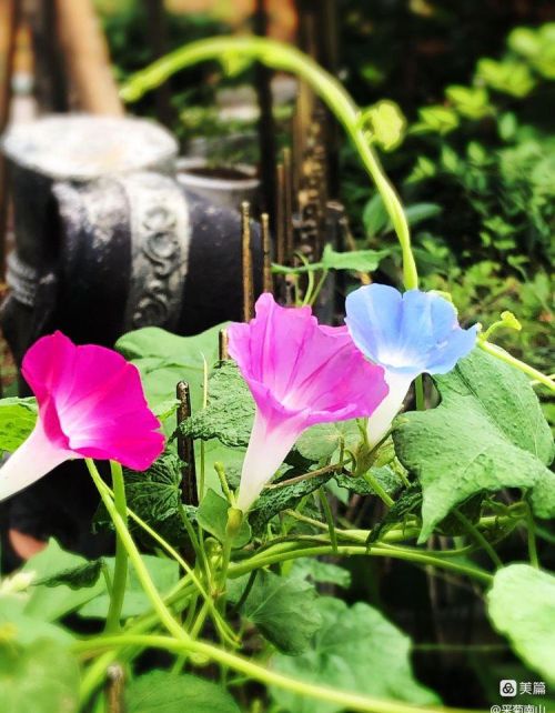 夏日吹来清凉的风(夏日清风吹过你的衣角)