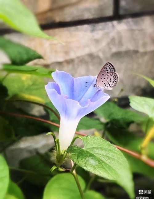 夏日吹来清凉的风(夏日清风吹过你的衣角)