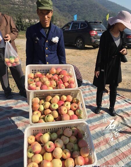 红彤彤的苹果挂满枝头(红彤彤的苹果挂满枝头像什么)