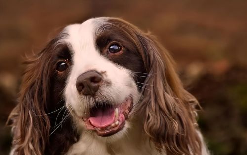 史宾格犬好不好养(史宾格犬为什么很少人养)