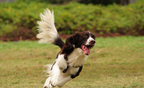 史宾格犬好不好养(史宾格犬为什么很少人养)