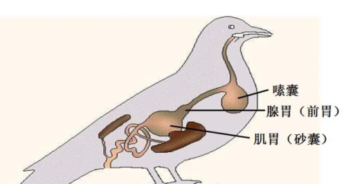 为什么鸟没有牙(鸟为什么没有牙齿也能吃食)
