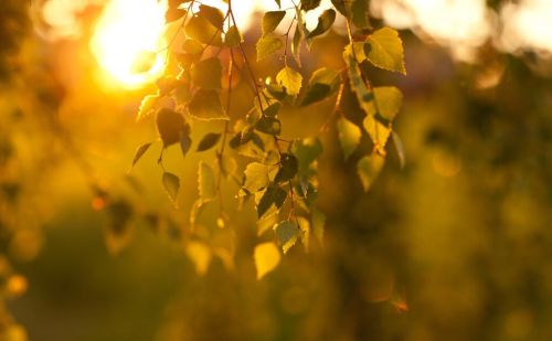 那一年仲夏的歌词是什么歌(那一年仲夏心愿许的无限大)