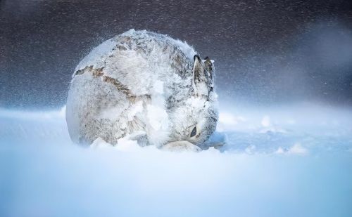 雪寒三友是指什么(雪寒是什么意思)