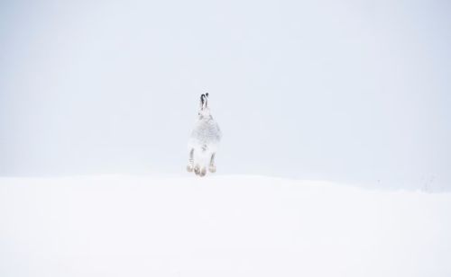 雪寒三友是指什么(雪寒是什么意思)