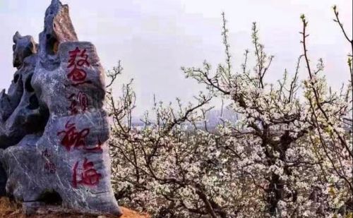 一树梨花开什么意思(梨花开放一树白)