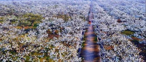 一树梨花开什么意思(梨花开放一树白)