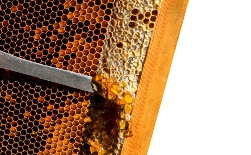 蜜蜂子脾是什么(蜜蜂子脾在蜂箱什么位置)