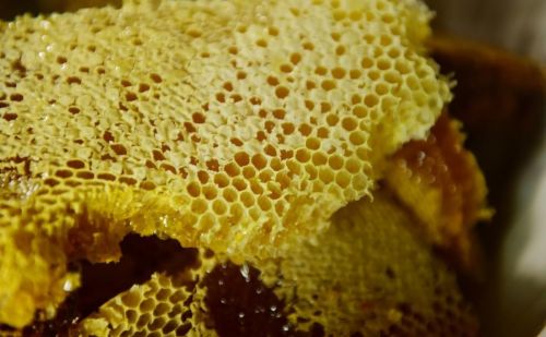 蜜蜂子脾是什么(蜜蜂子脾在蜂箱什么位置)