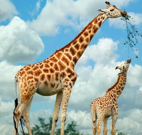 长颈鹿进化过程达尔文(长颈鹿的脖子进化)