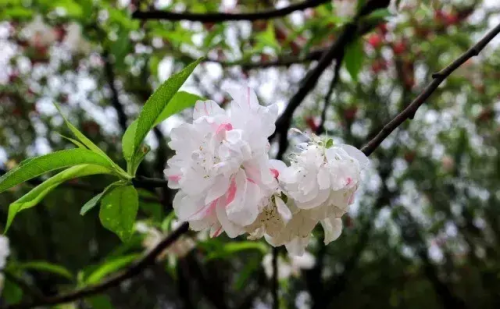 花影苏轼古诗诵读(花影苏轼的花影)