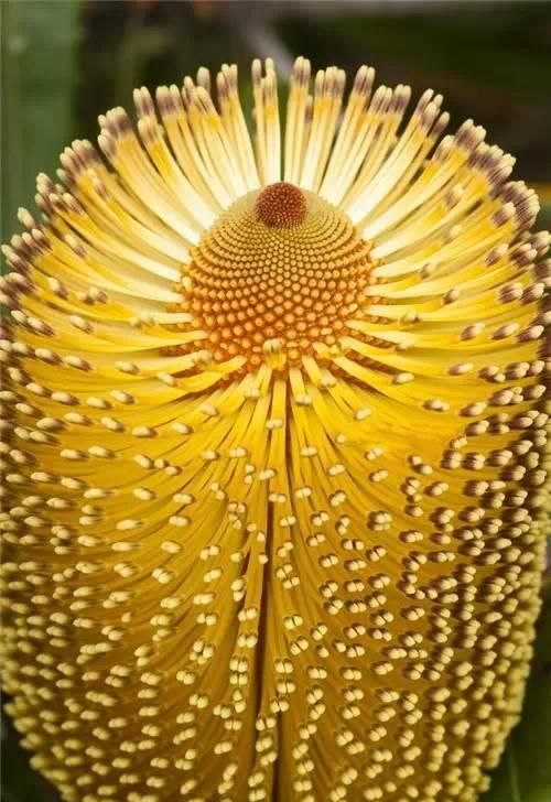 十六种罕见的奇花,世界真的是很奇妙的(罕见奇花图片竖屏)