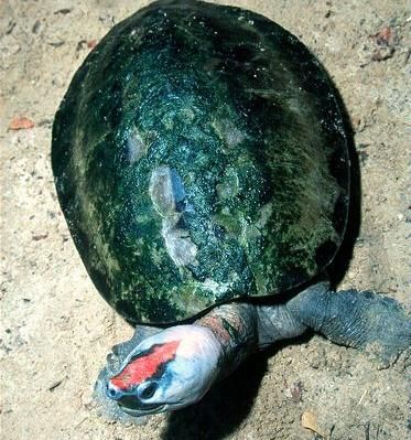 咸水泥彩龟是保护动物么(西瓜彩泥制作方法)