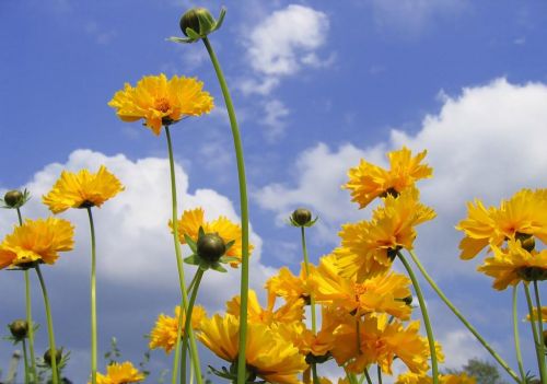 金光灿烂的金鸡菊花，别称：小波斯菊、金钱菊、孔雀菊