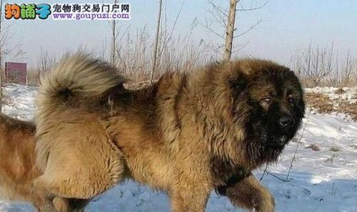 俄罗斯名犬高加索介绍(俄罗斯高加索犬特征)