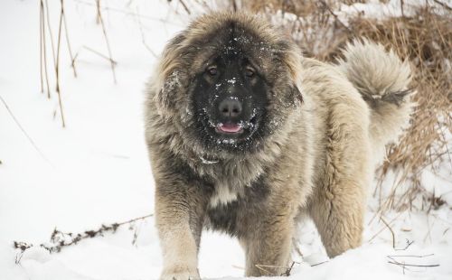 俄罗斯名犬高加索介绍(俄罗斯高加索犬特征)