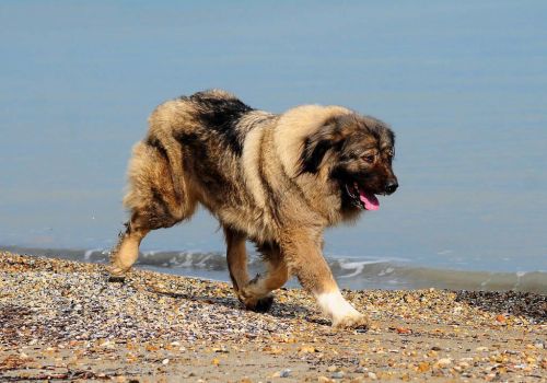 俄罗斯名犬高加索介绍(俄罗斯高加索犬特征)