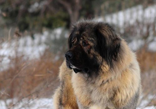 俄罗斯名犬高加索介绍(俄罗斯高加索犬特征)