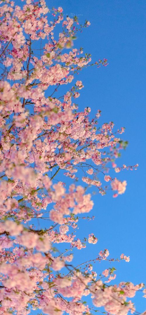 花,太阳,雨和你是什么意思(花和太阳雨和你是什么意思)