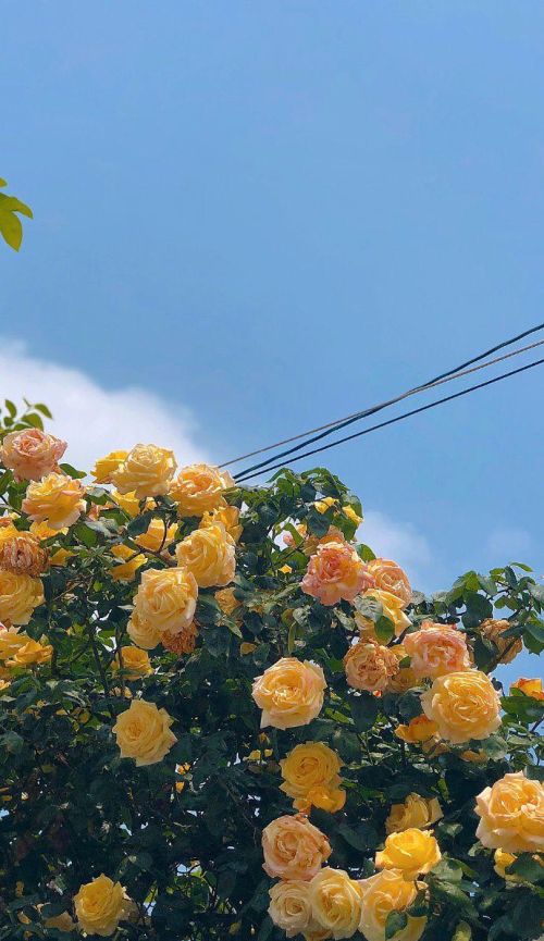 花,太阳,雨和你是什么意思(花和太阳雨和你是什么意思)