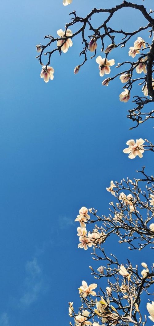 花,太阳,雨和你是什么意思(花和太阳雨和你是什么意思)