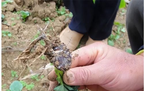 蚕豆有什么病害(蚕豆的病虫害怎样防治)