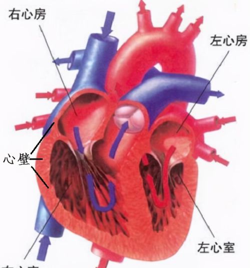 影响心脏功能的几个因素是什么(影响心脏功能的几个因素有哪些)