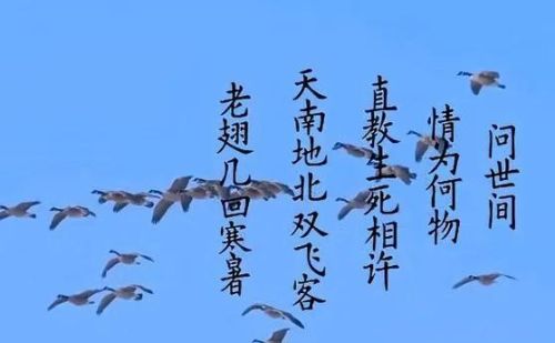 誓言染指流年什么意思(染指流年的下一句)