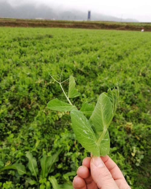 豌豆颠儿学名(豌豆颠怎么弄好吃)