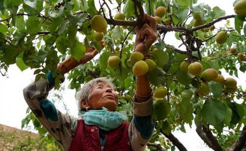 老杏树阅读答案(老杏树图片)