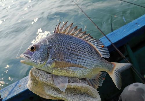 海钓饵海虾腌制方法(海钓虾饵腌制作方法)