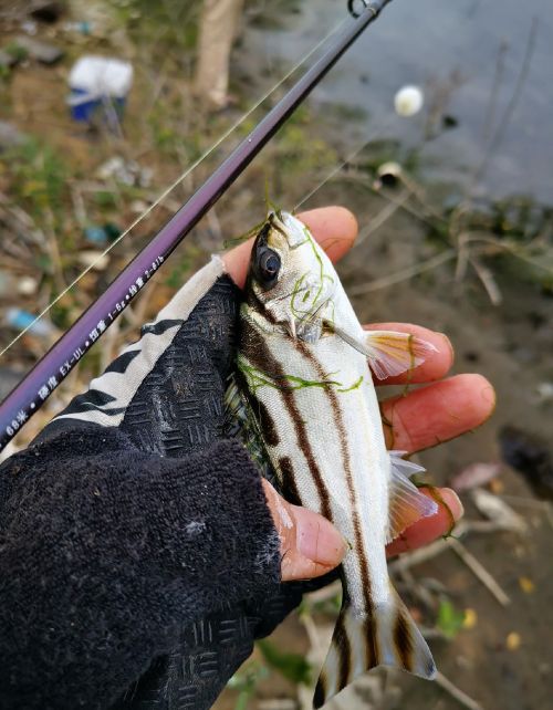 海钓饵海虾腌制方法(海钓虾饵腌制作方法)