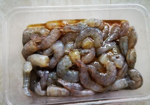 海钓饵海虾腌制方法(海钓虾饵腌制作方法)