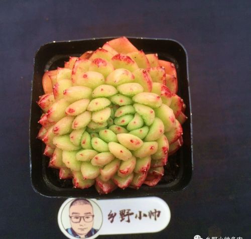 多肉植物精品(多肉中的精品有哪些?)