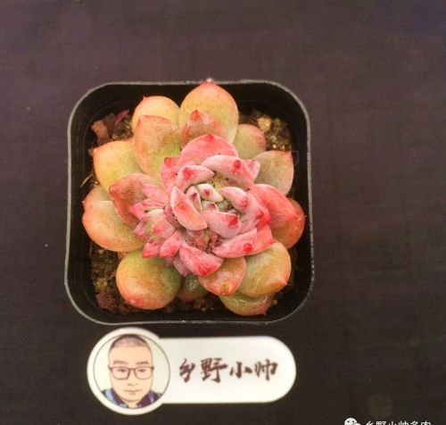 多肉植物精品(多肉中的精品有哪些?)