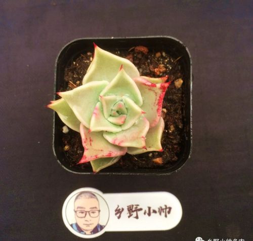 多肉植物精品(多肉中的精品有哪些?)