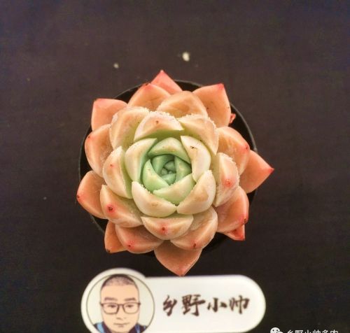 多肉植物精品(多肉中的精品有哪些?)