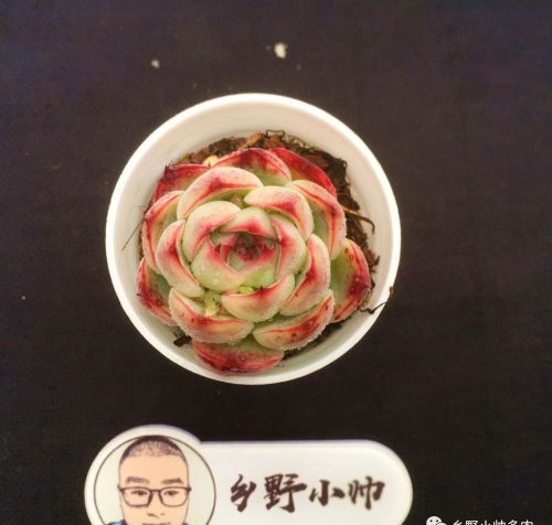 多肉植物精品(多肉中的精品有哪些?)