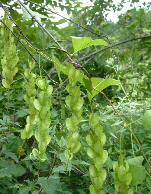 中药材穿山龙的应用及现代研究论文(中药材穿山龙的应用及现代研究进展)