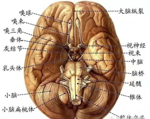 十二对颅神经解剖及损伤后表现有哪些(十二对颅神经解剖位置)